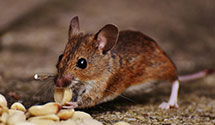 24 Hour & Emergency Exterminators in Garwin, IA